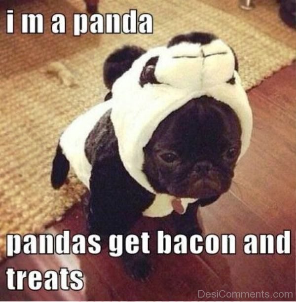 Im A Panda