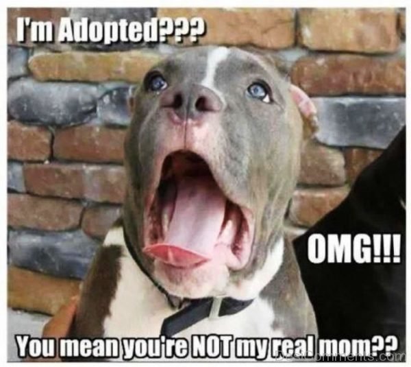 Im Adopted