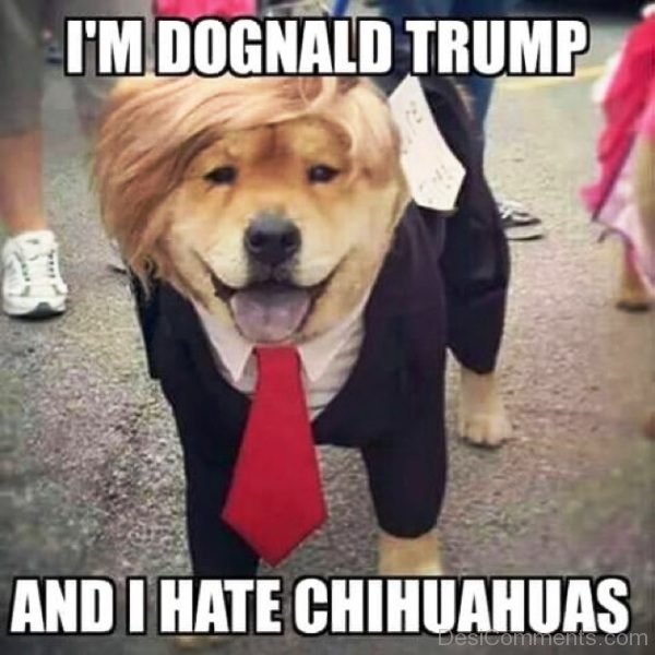 Im Dognald Trump