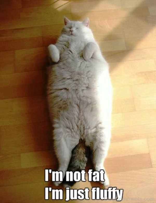 Im Not Fat