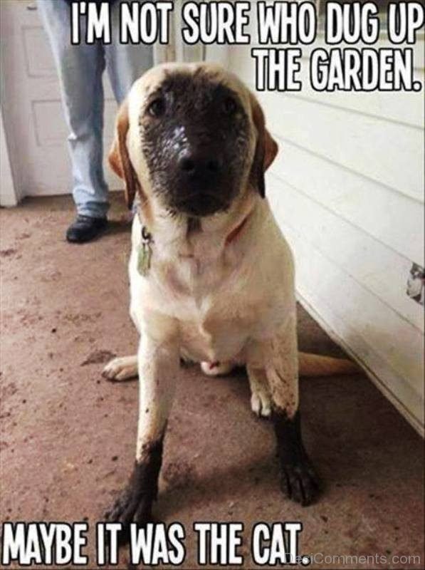 Im Not Sure Who Dug Up The Garden