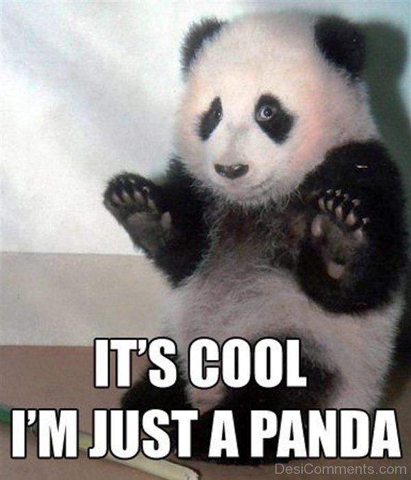 Its Cool Im Just A Panda