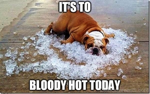 Its To Bloody Hot Today