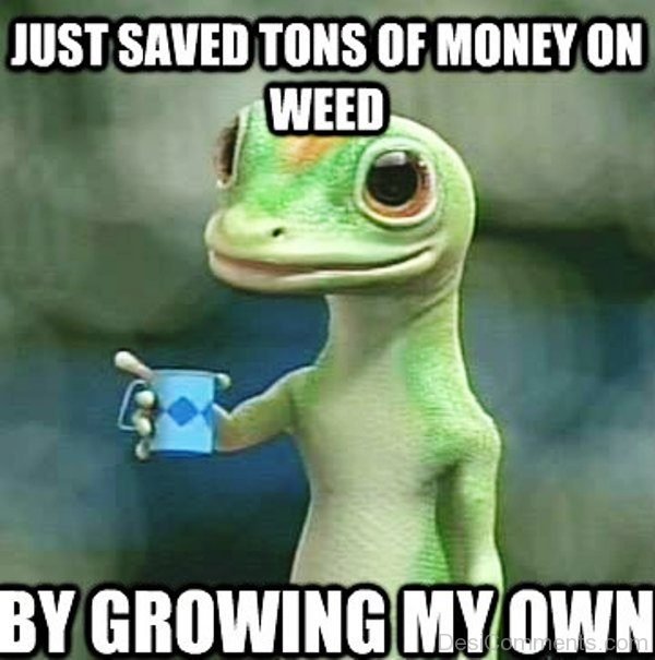 Just Saved Tons Of Money On Weed