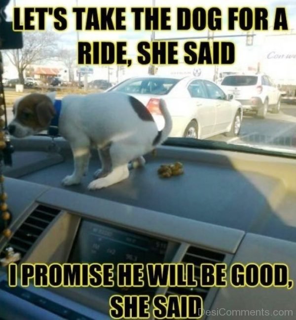 Lets Take The Dog For A Ride