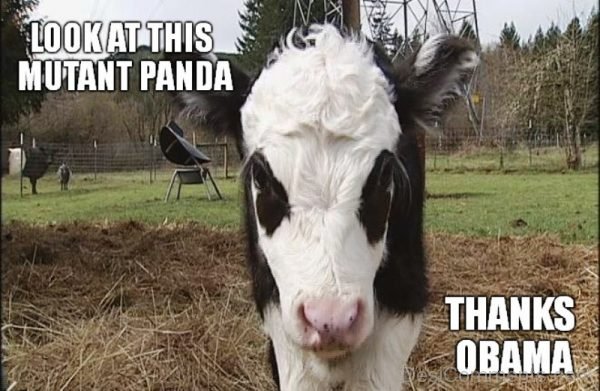 Look At This Mutant Panda