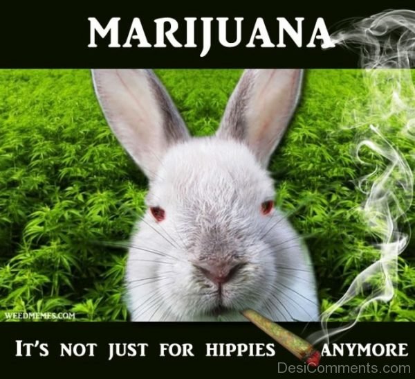 Marijuana Its Not Just For Hippies