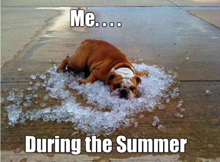 81 Summer Memes For You Funny Pictures 81 Summer Memes For You Funny Pictures