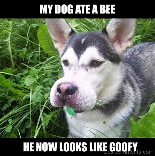 My Dog Ate A Bee