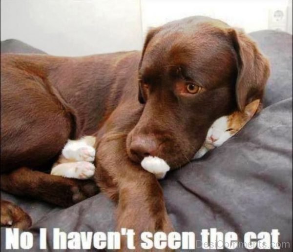 No I Havent Seen The Cat