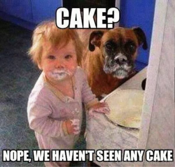 Nope We Havent Seen Any Cake