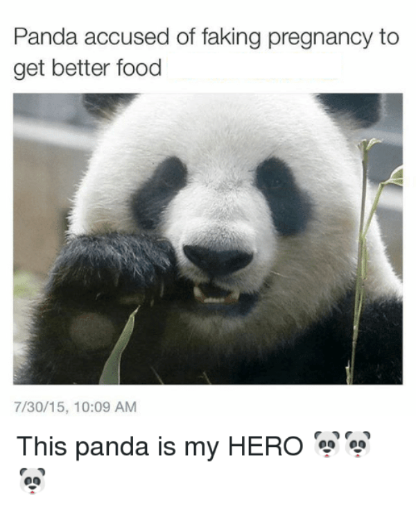 Panda Accused Of Faking Pregnancy