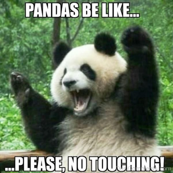 Pandas Be Like Please No Touching