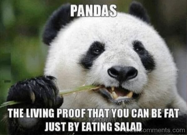Pandas The Living Proof That You Can Be Fat