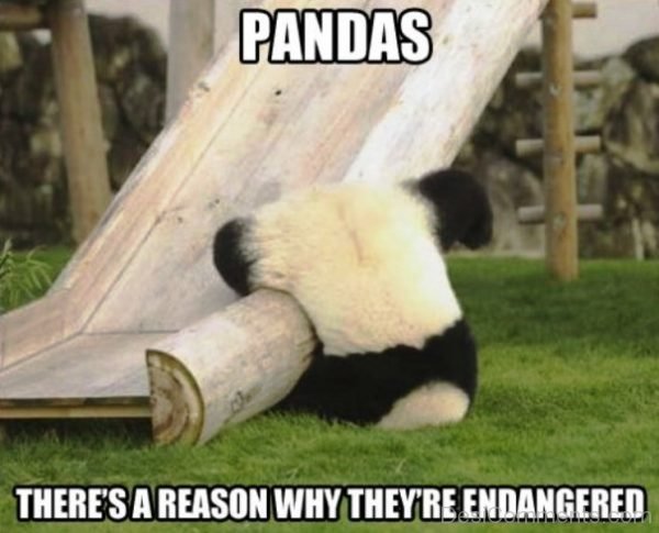 Pandas Theres A Reason