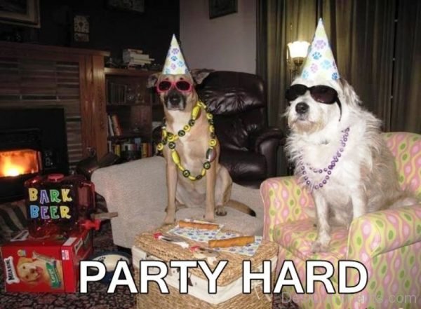 Party Hard Dogs