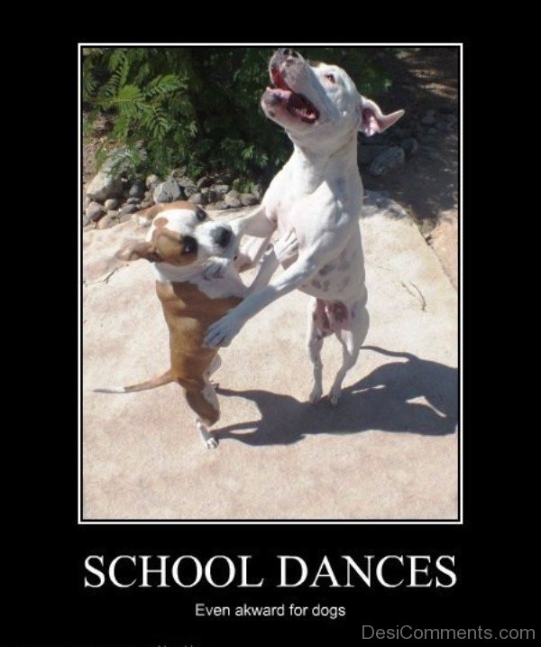 School Dances Even Akward For Dogs