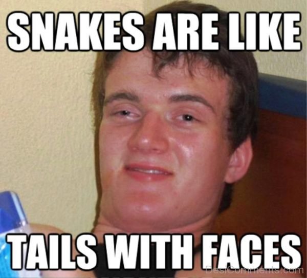 Snakes Are Like Tails