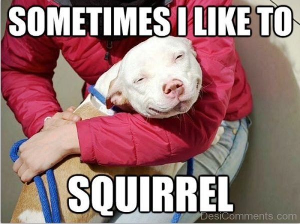 Sometimes I Like To Squirrel