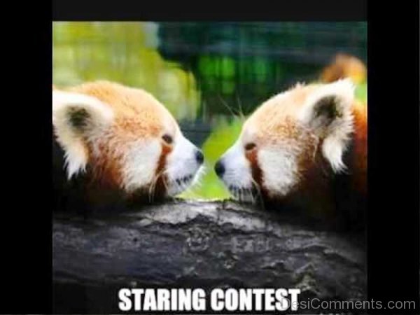 Staring Contest