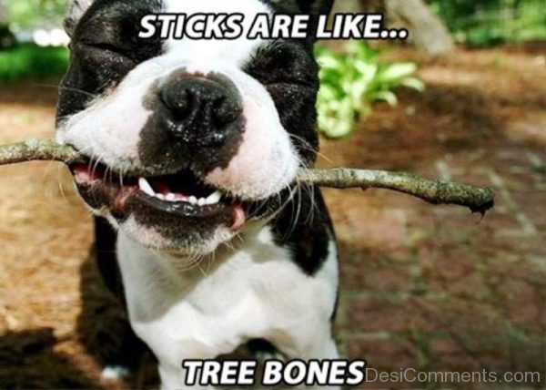 Sticks Are Like Tree Bones
