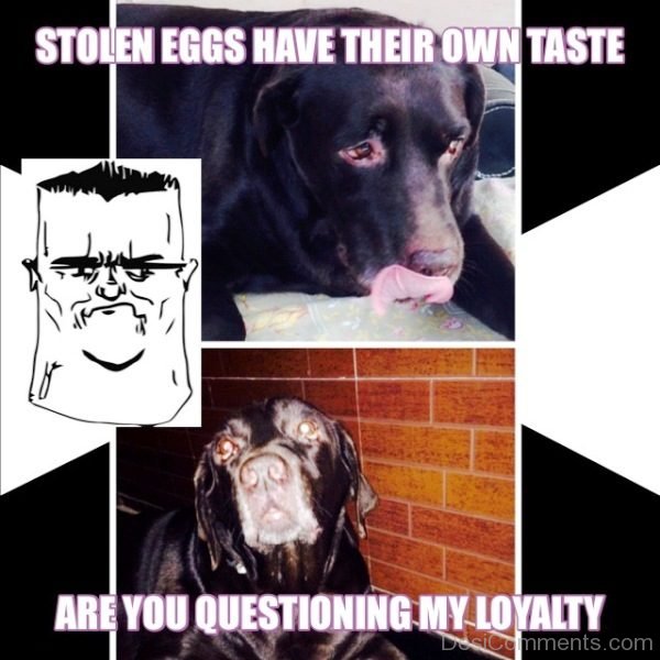 Stolen Eggs Have Their Own Taste