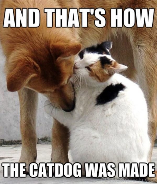 The Catdog Was Made