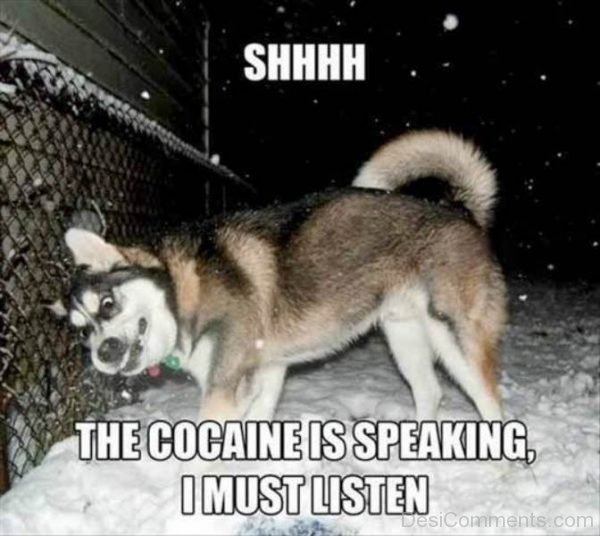 The Cocaine Is Speaking