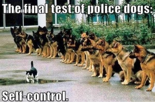 The Final Test Of Police Dogs