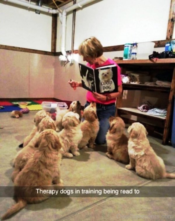 Therapy Dogs In Training Being Read To