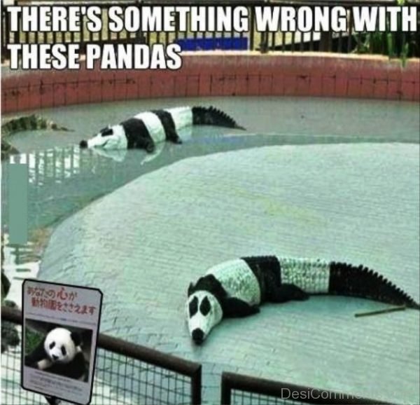 Theres Something Wrong With These Pandas