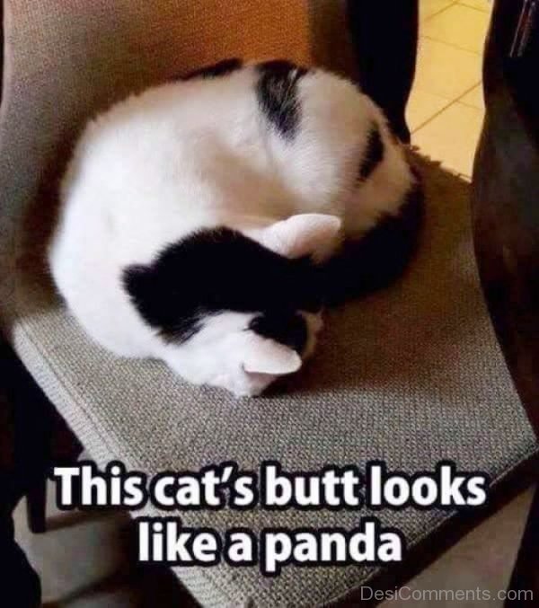 This Cats Butt Looks Like A Panda.pg