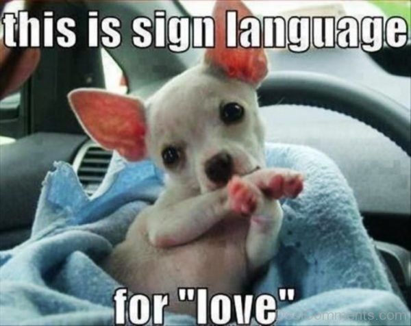 This Is Sign Language