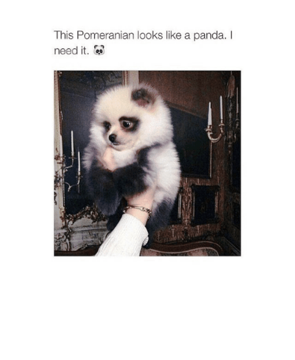 This Pomeranian Looks Like A Panda