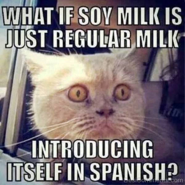 What If Soy Milk Is