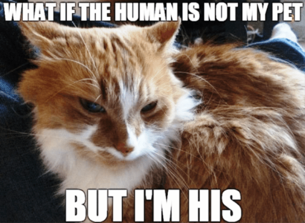 What If The Human Is Not My Pet