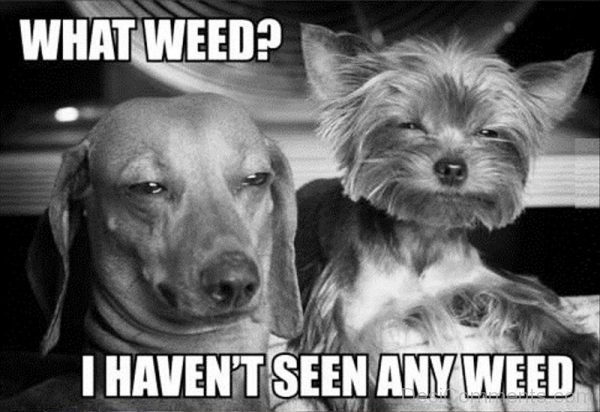 What Weed