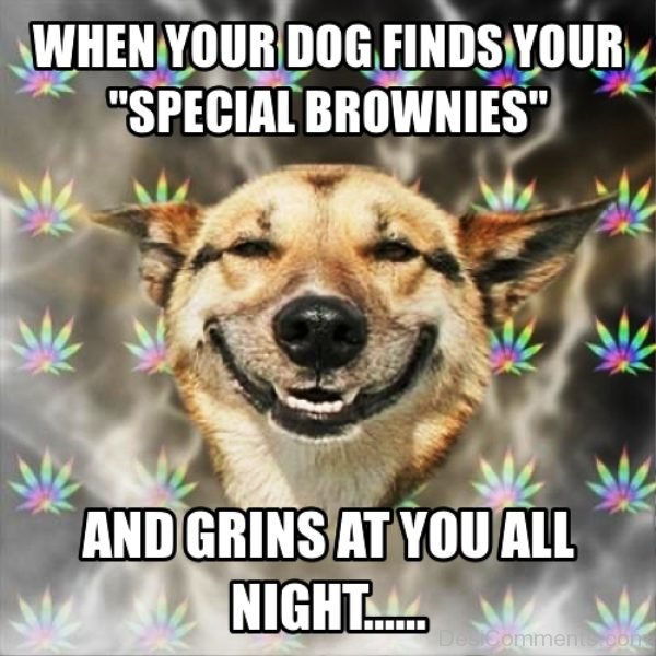 When Your Dog Finds Your Special Brownies