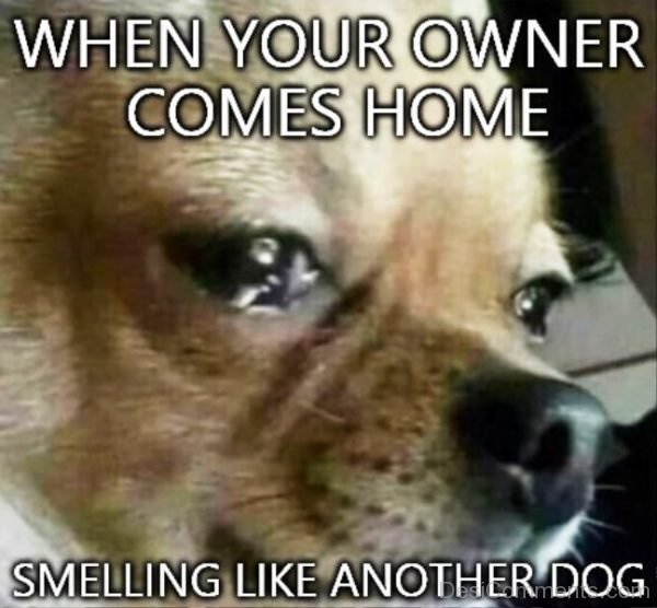 When Your Owner Comes Home