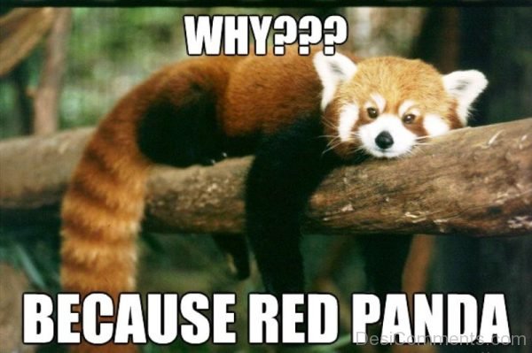 Why Because Red Panda
