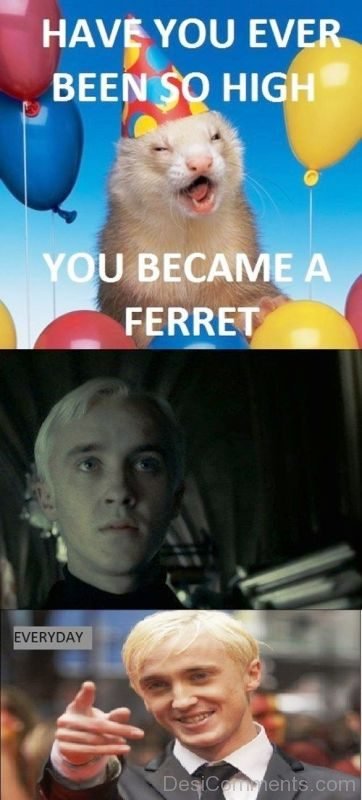 You Became A Ferret