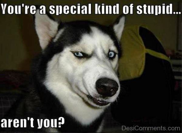 You re A Special Kind Of Stupid