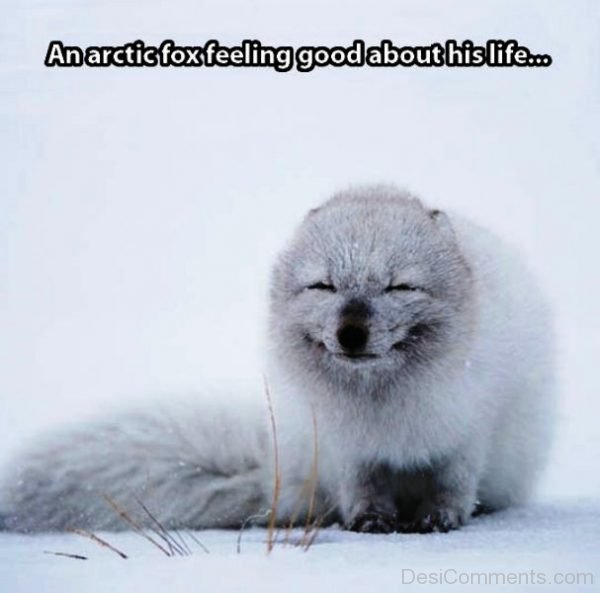 An Arctic Fox Feeling Good About His Life