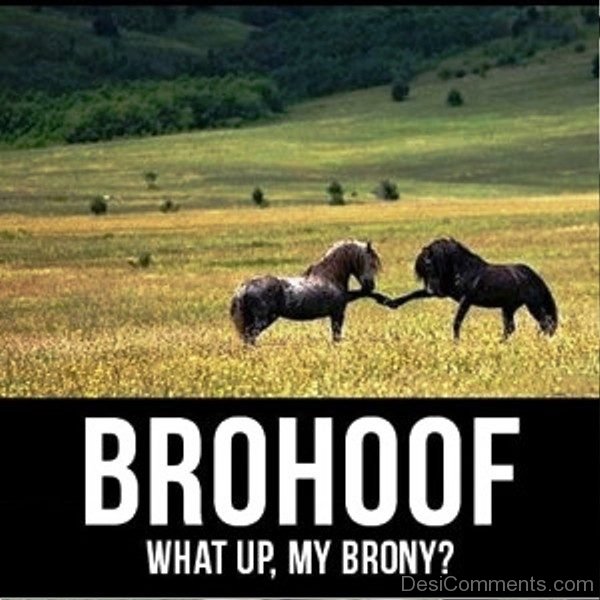 Brohoof What Up My Brony