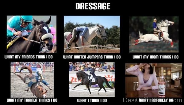 Dressage