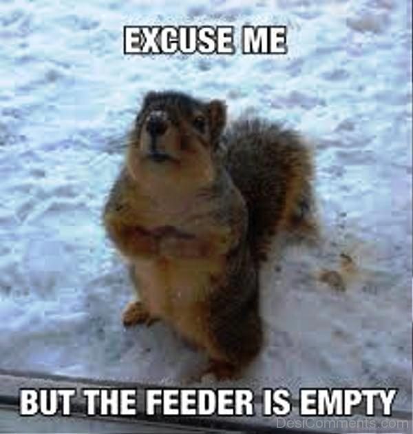 Excuse Me But The Feeder Is Empty
