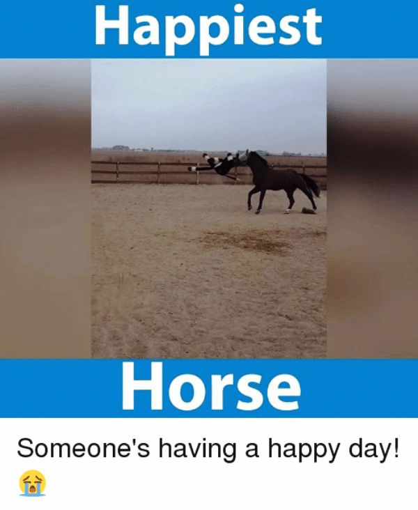 Happiest Horse