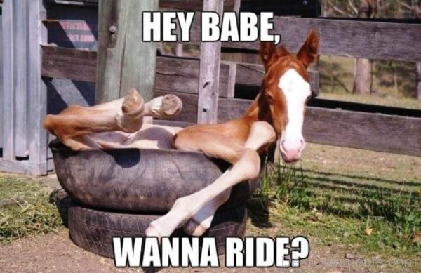 Hey Babe Wanna Ride