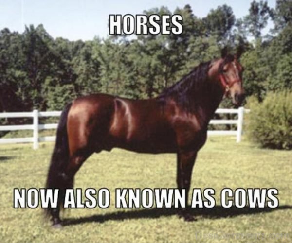 Horses Now Also Known As Cows