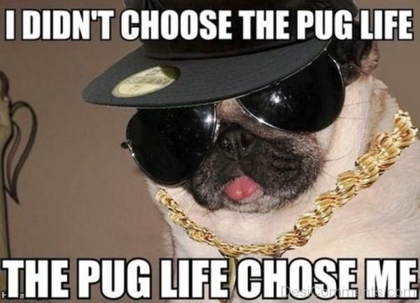 I Didnt Choose The Pug Life